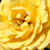 Żółty  - Róże miniaturowe - Gold Pin